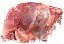 Raw Meat