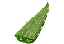 Aloe Vera Leaf