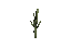 Cactus 01