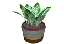 Potted Plant