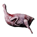 Skinned Bird