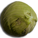 Cabbage