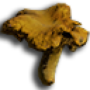 Real Chanterelle