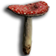 Toadstool