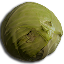 Cabbage