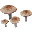 Deer Mushroom