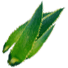 Aloe