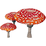 Amanita Mushroom