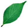 Leaf