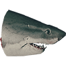 Shark Head