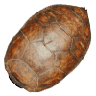 Turtle Shell